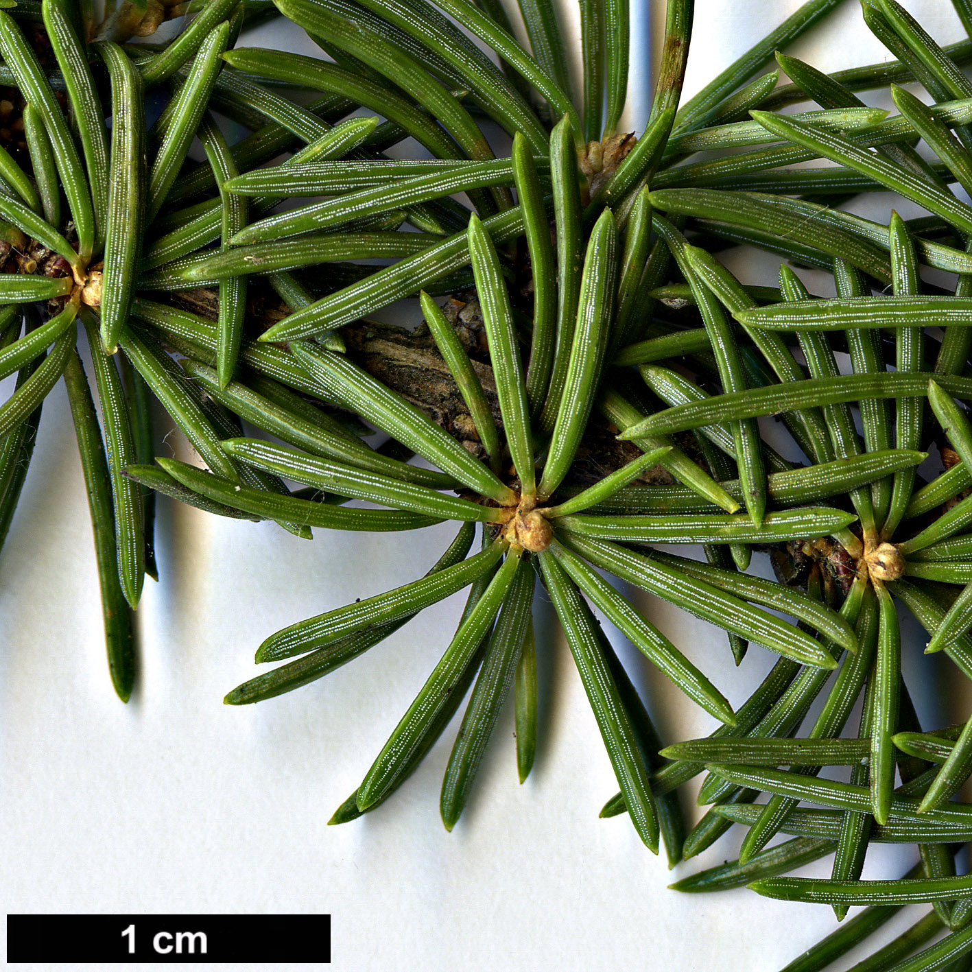 High resolution image: Family: Pinaceae - Genus: Cedrus - Taxon: libani - SpeciesSub: var. brevifolia